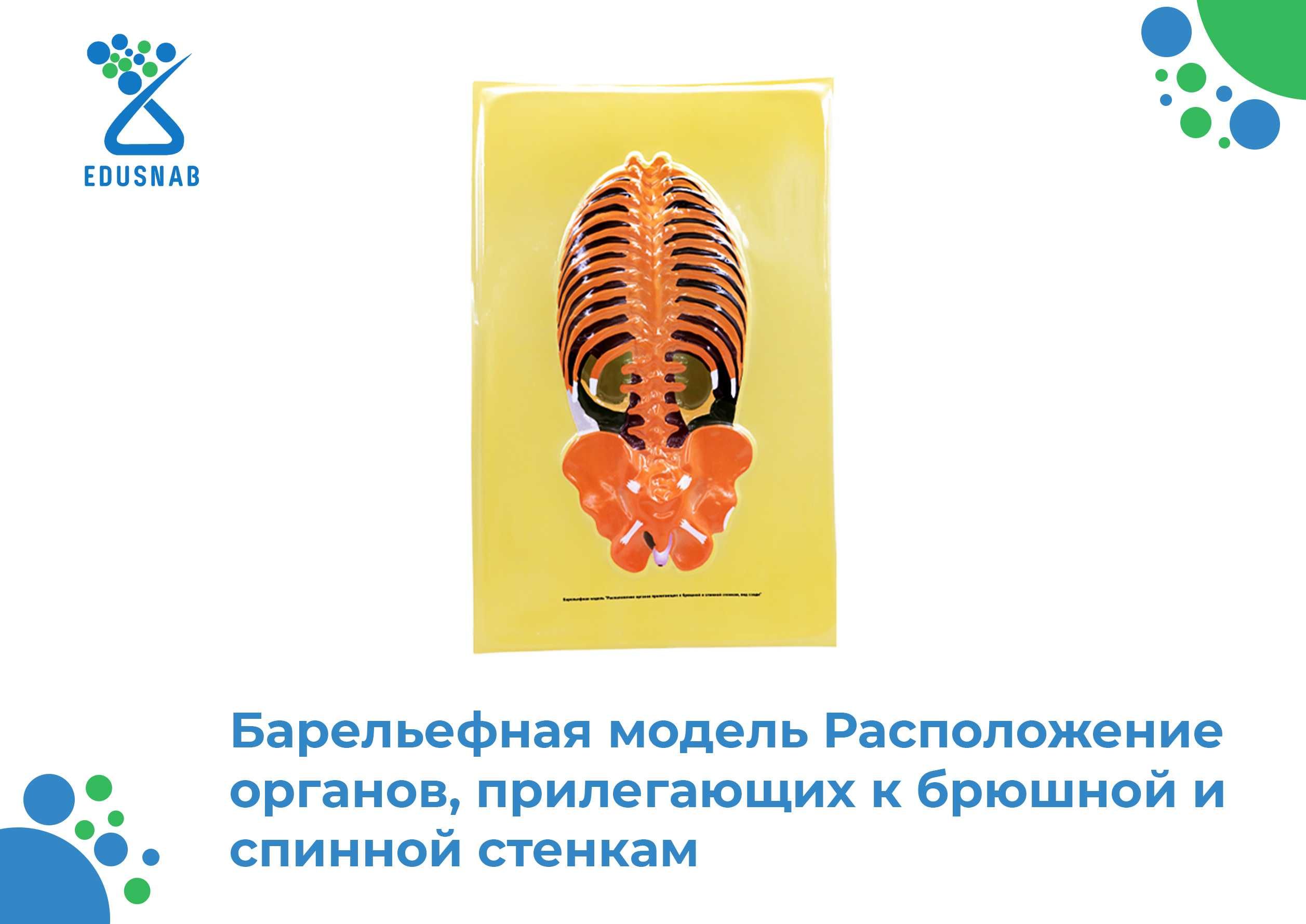 Барельефная модель / anatomik modellar/Tibbiy va ilmiy o‘quv asboblari