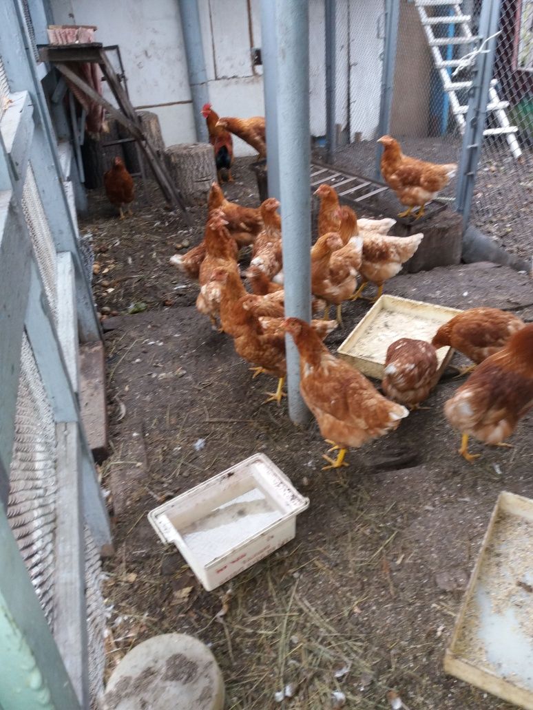 Яйцо домашнее.Продукт экологически чистый.