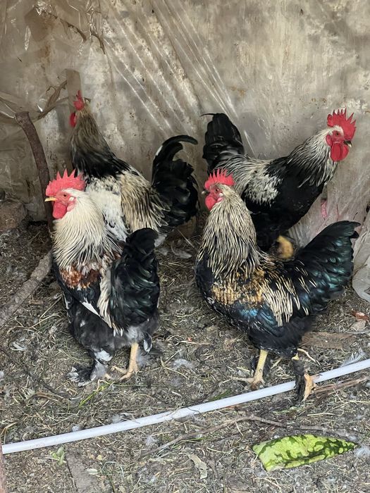 Хорозлар / Петухи