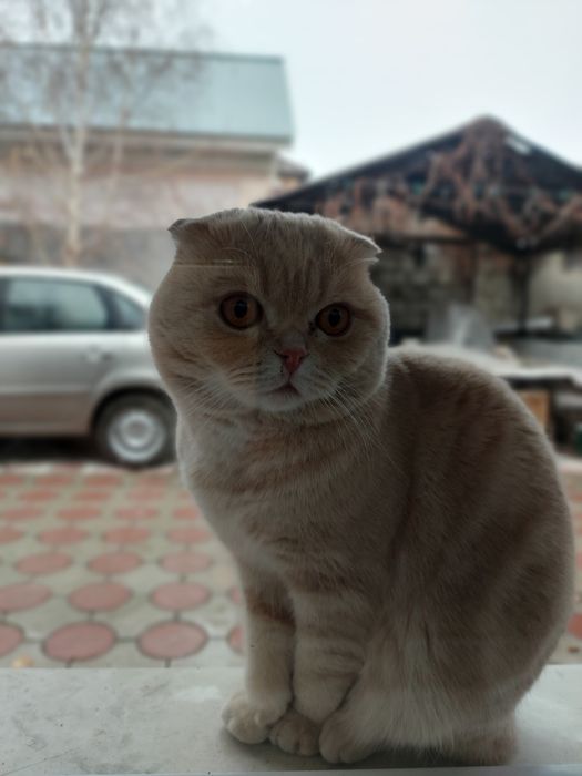 Кот для вязки британец (скоттиш-фолд)