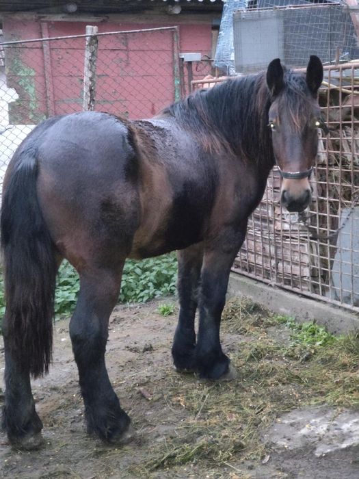 Vând o mânză ardeneza