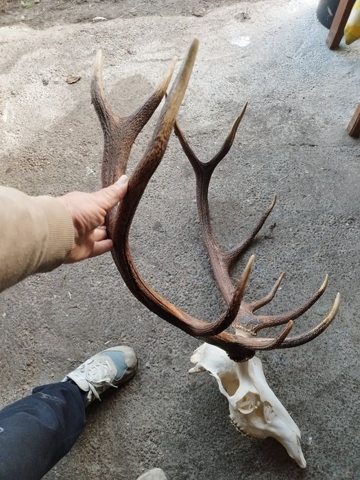 Trofee de vânzare 1500 lei cerb 2000 lei muflon