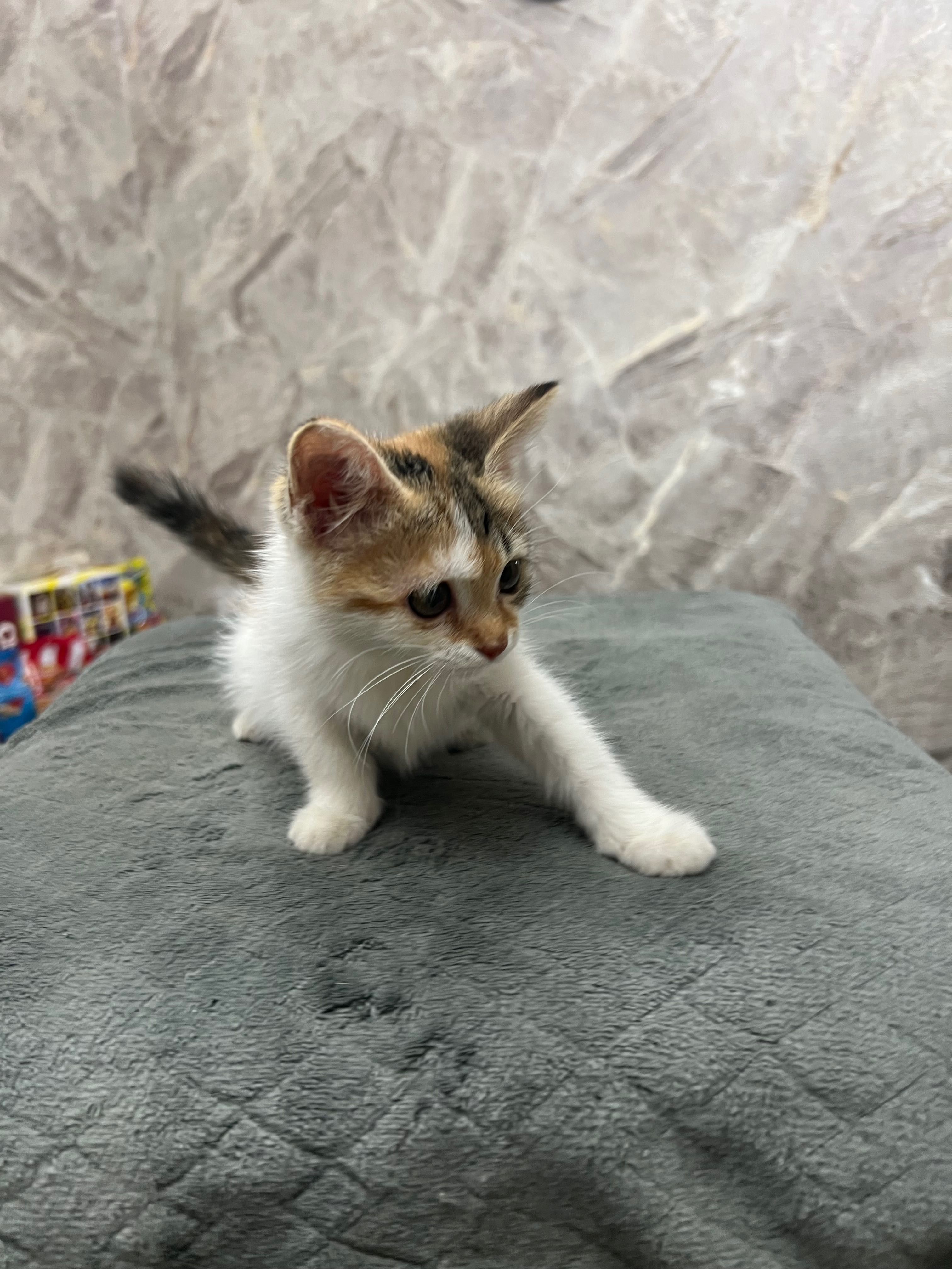 Котята домашние маленькие