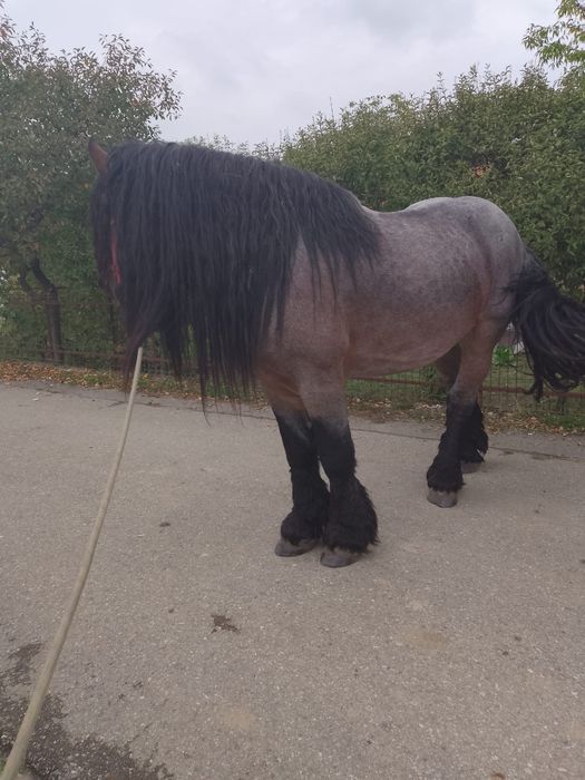 Armăsar de vânzare