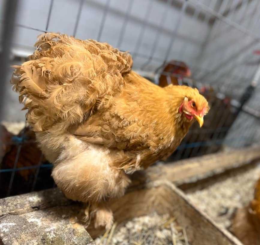 Pui si Oua de incubat Brahma HD Gold Albastru Cochinchina Urias Bobat