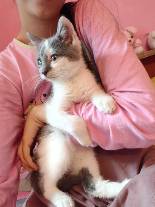 Motănel pentru adopție  Pașcani