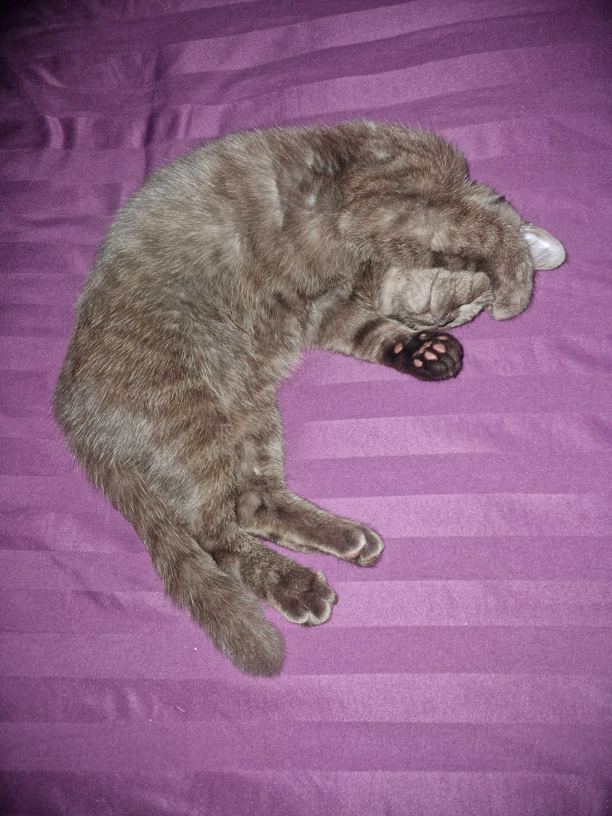 Красавица кошка.