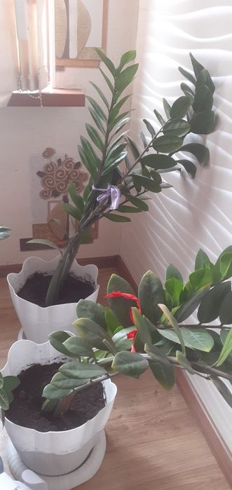 Доллар гүлі  сатылады бағасы 5мыңнан