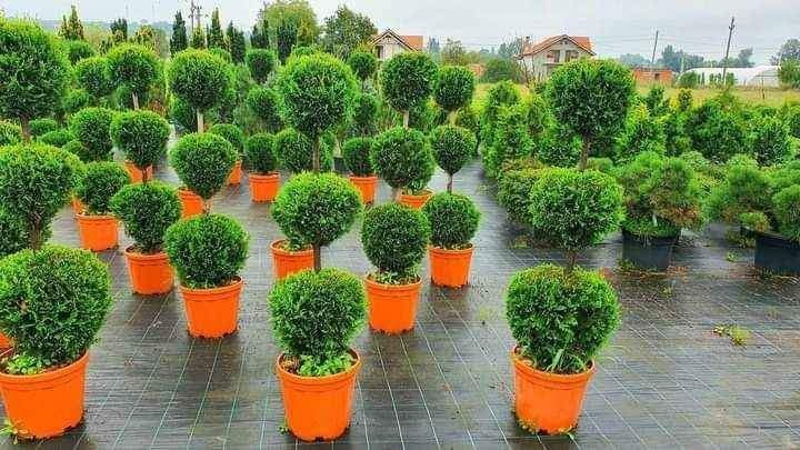 Plante ornamentale diferite speci și dimensiuni