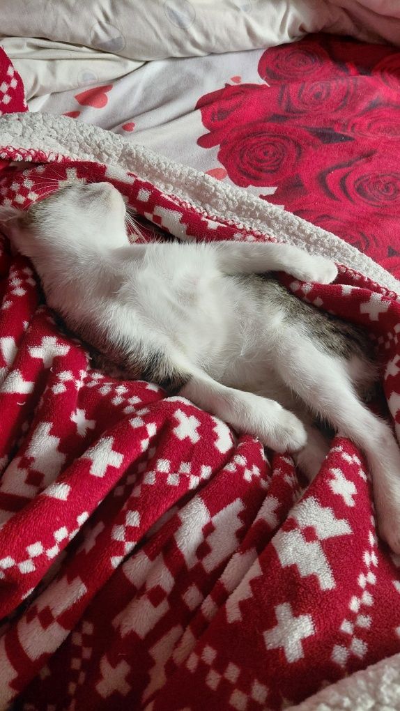 Motănel  spre adoptie