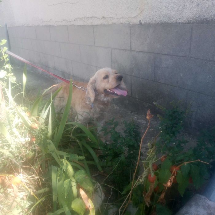 Кокер шпаньол продавам