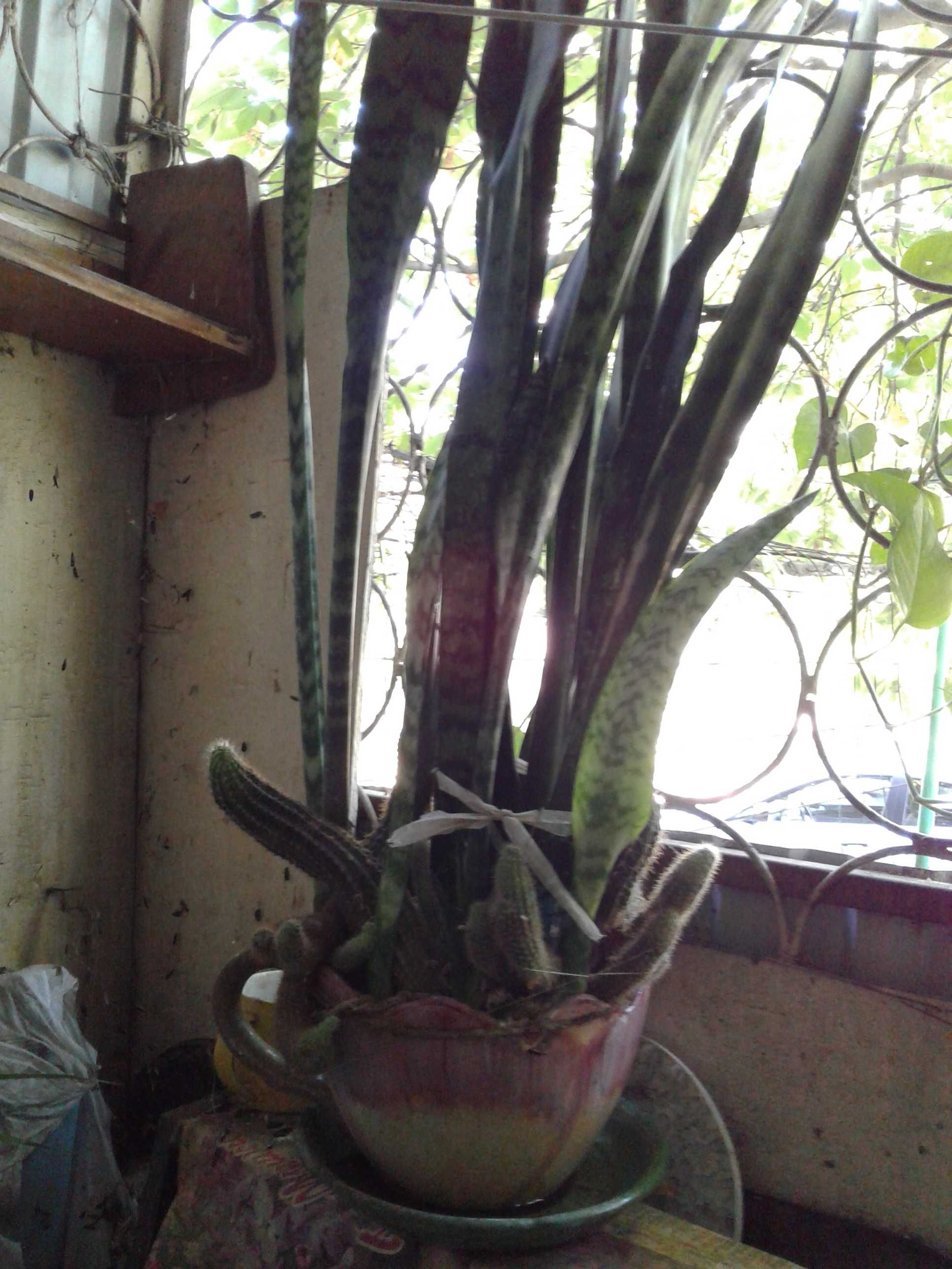 Продам кактусы, денежные деревца, "декабриста", шикарный щучий хвост