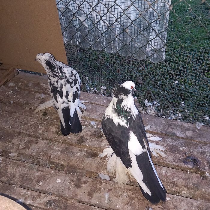 Porumboi uriasi maghiari