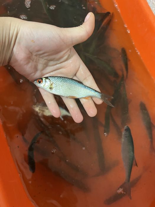 Чебак живец с реки Тобол