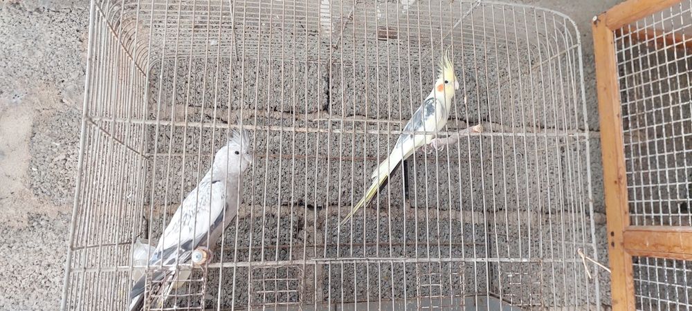 Karella sotiladi ishlagan