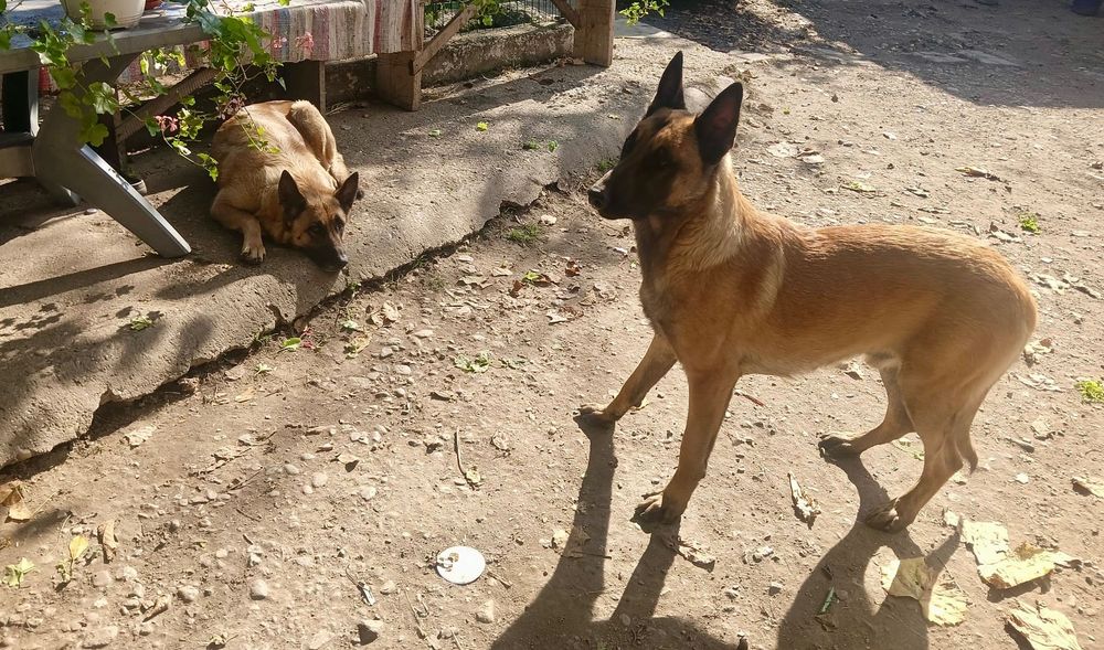 Donez căței belgian Malinois