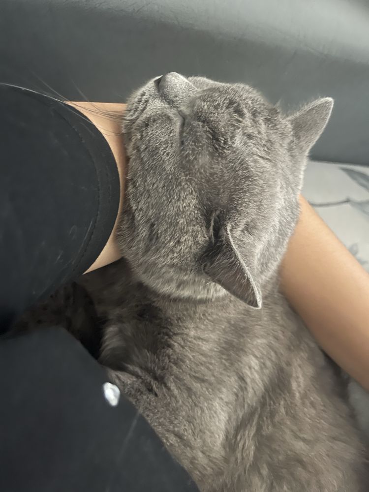Beozor Grey Mushuk