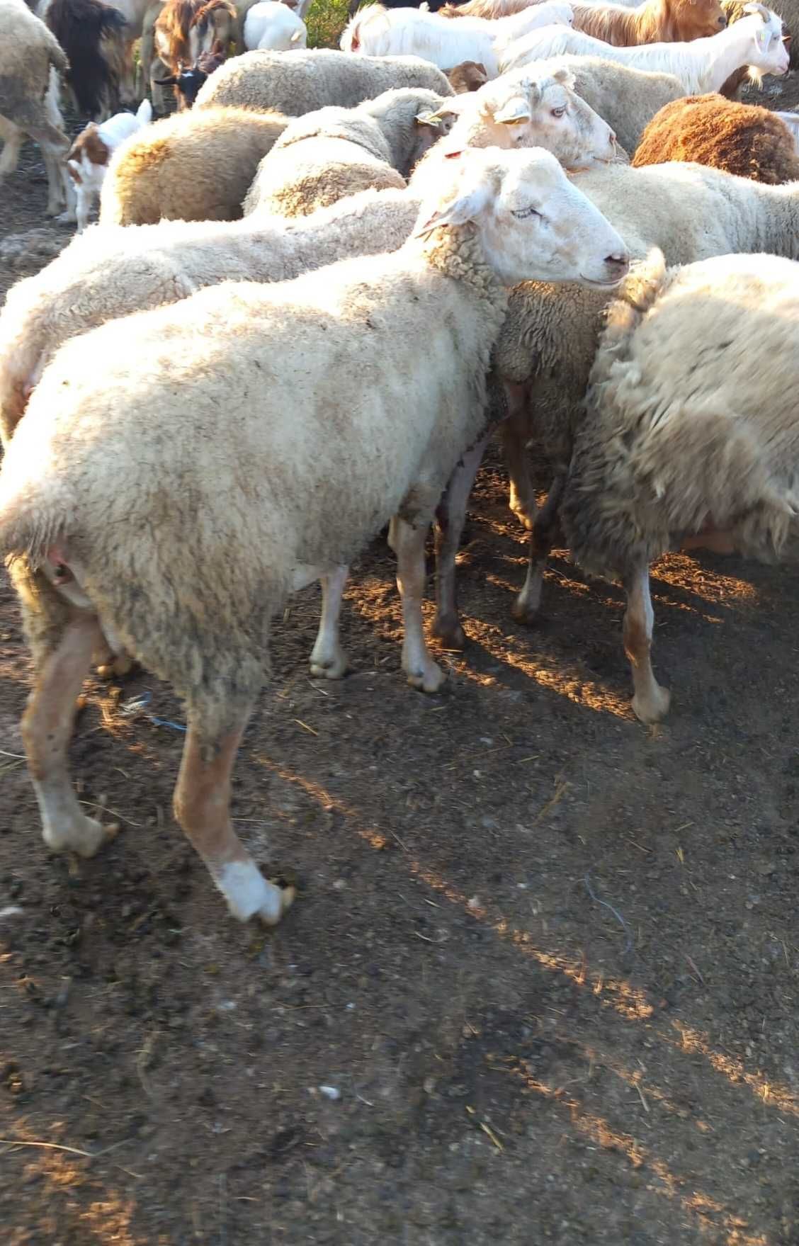 Vand urgent 20 de oi tinere