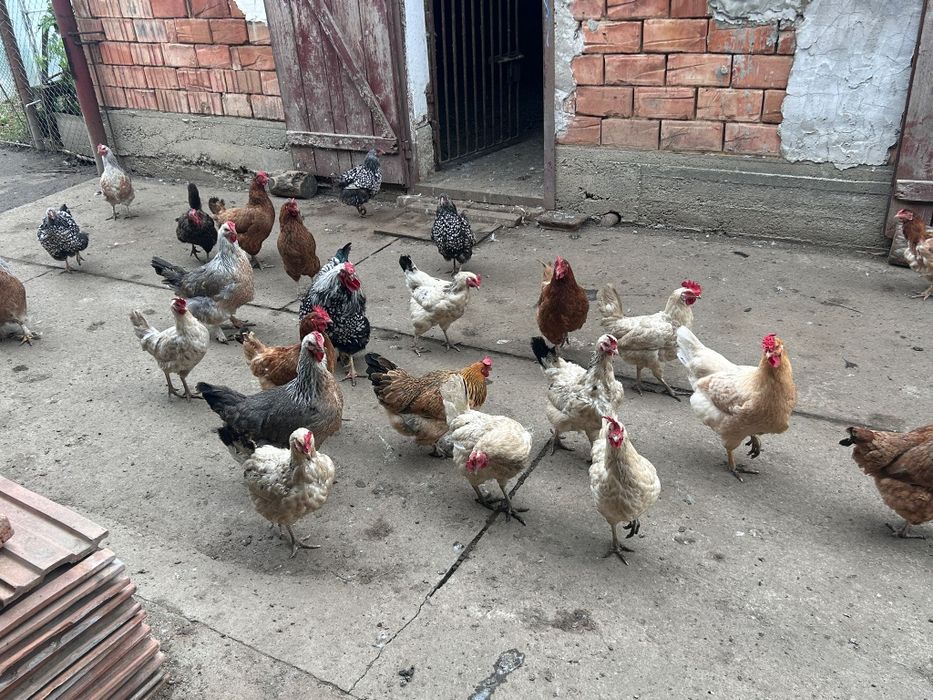 Vând  rațe și găini