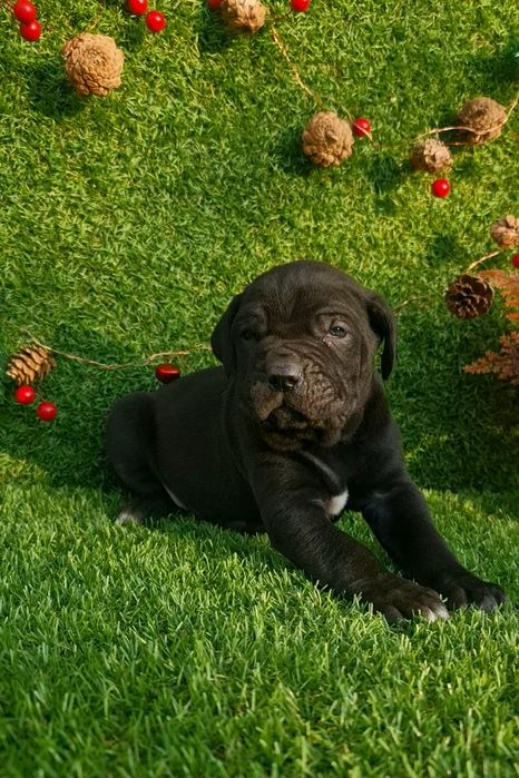 Cane Corso din parinti de exceptie
