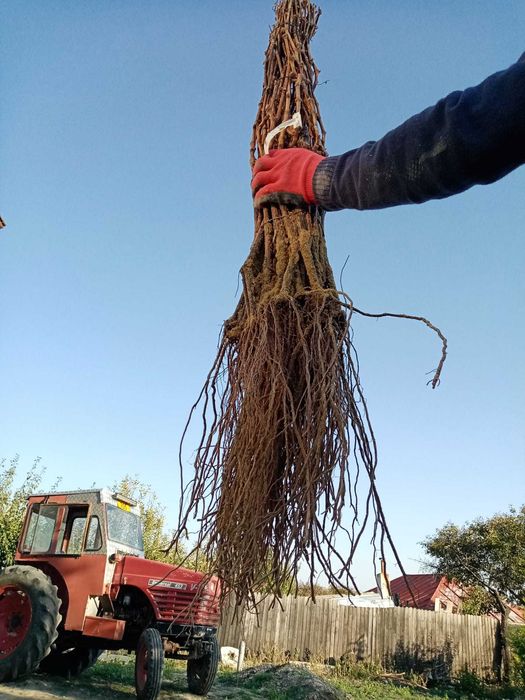 Butasi vita de vie anul 2 soiuri de vin si de masa