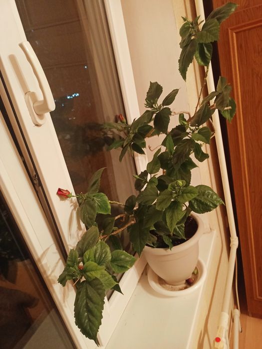 Продам цветы кактусы, алое, пальма, и Роза