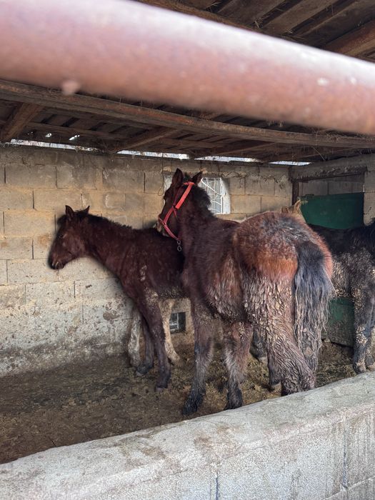 Жабагылар таилар торг у кормушки реальным покупателям реальный торг пр