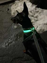 Светещ нашийник LED размер L, нашийник за средно големи кучета