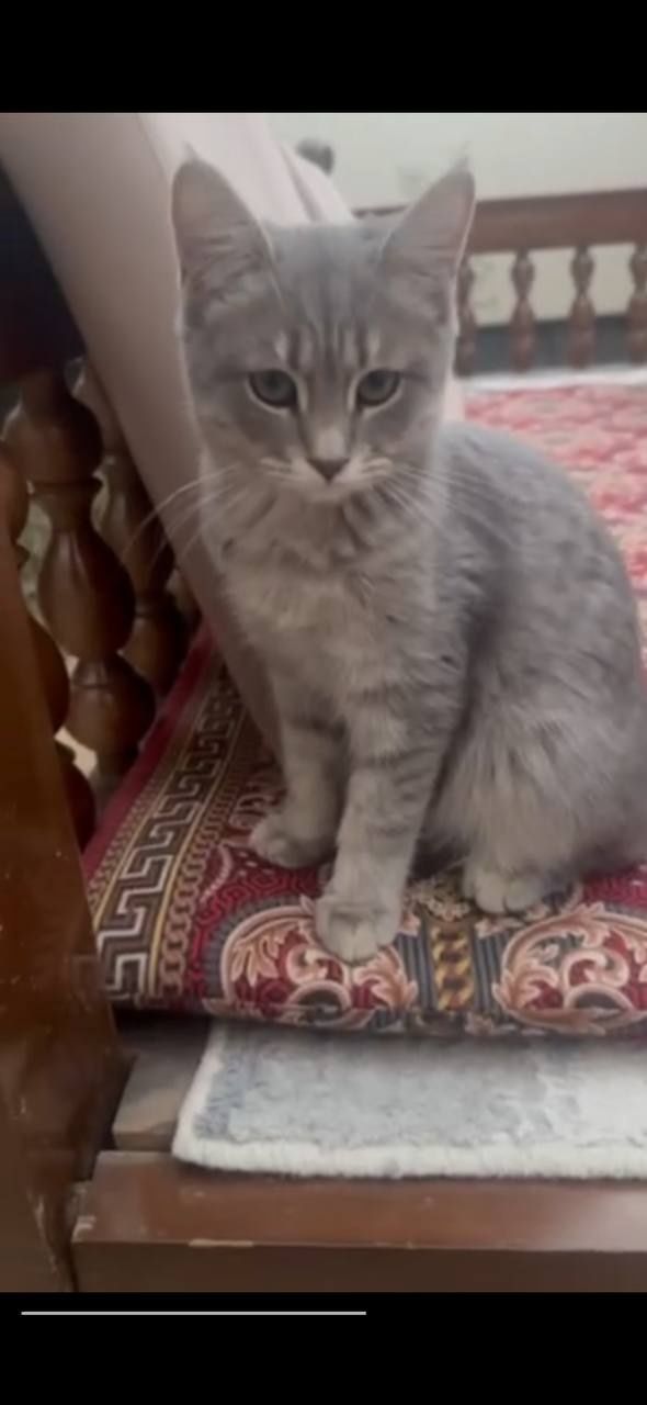 Кошка (Ли-Ли) - Британская шиншилла