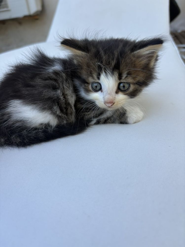 Котенца си търсят дом
