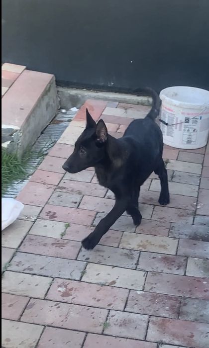 Ciobanesc belgian malinois