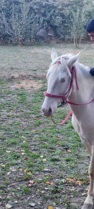 От сотилади зоти тоза