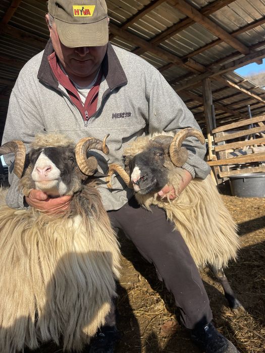 Carlani si miori brezi