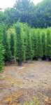 Leylandii Cupresussocyparis
