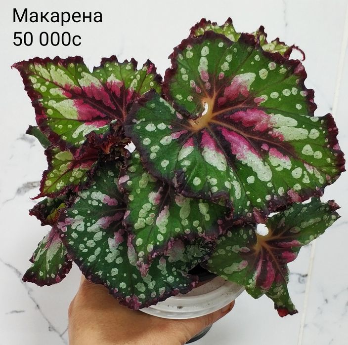 Укоренные листочки бегоний.