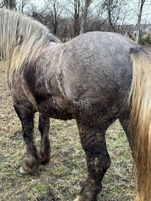 Harmăsar tânăr semigreu