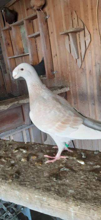 Porumbei voiajori germani si voiajori stil vechi galbeni ..roșii