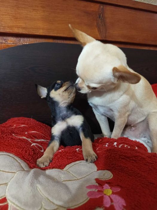 Между Пинчер-Чихуахуа