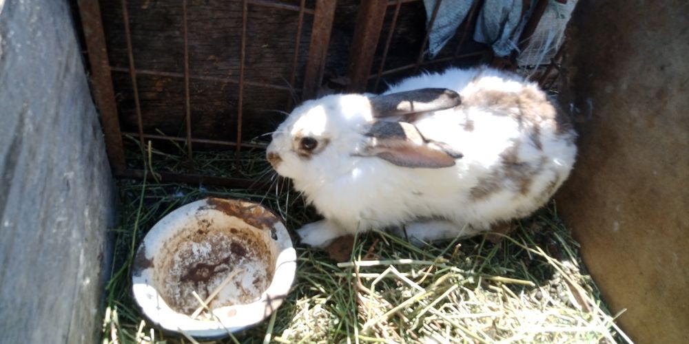 Продам кролики адрес г Тараз село Талас байзакский район