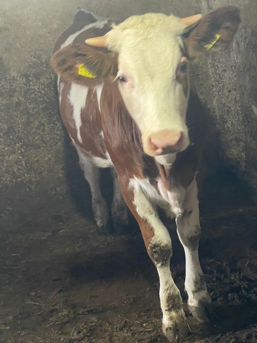 Vând vitei și vitele bălțată romaneasca