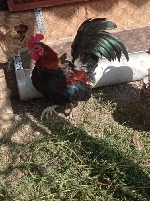 Карликовые куры шабо