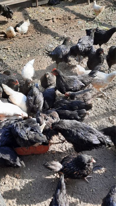 Джерсийский гигант