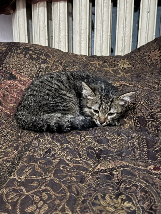 Игривый Котенок