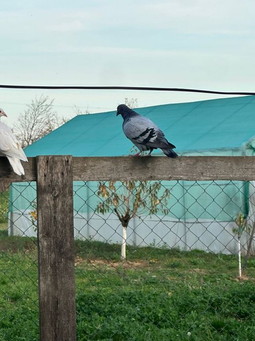 Porumbei voiajori disponibili