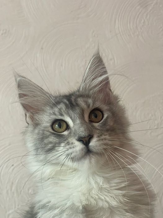 Maine Coon cu părinții campion
