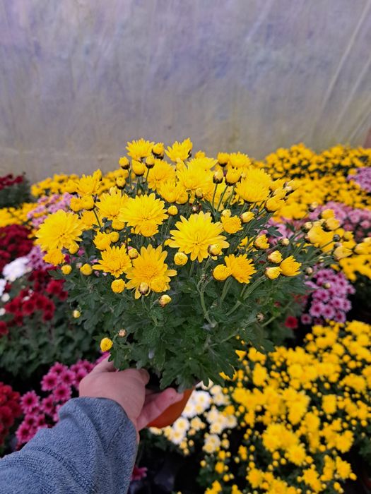 De vânzare crizanteme