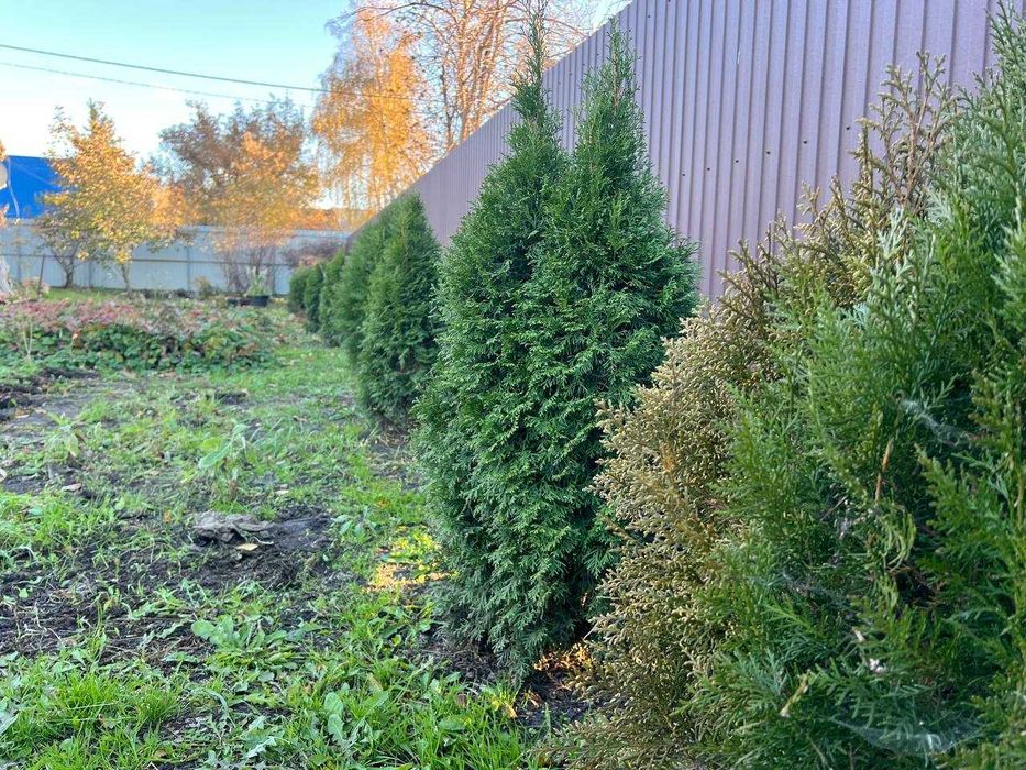 Продам Участок с. Тепличное