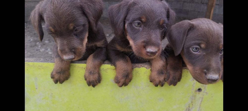 Ягдтерер кушик сатылады