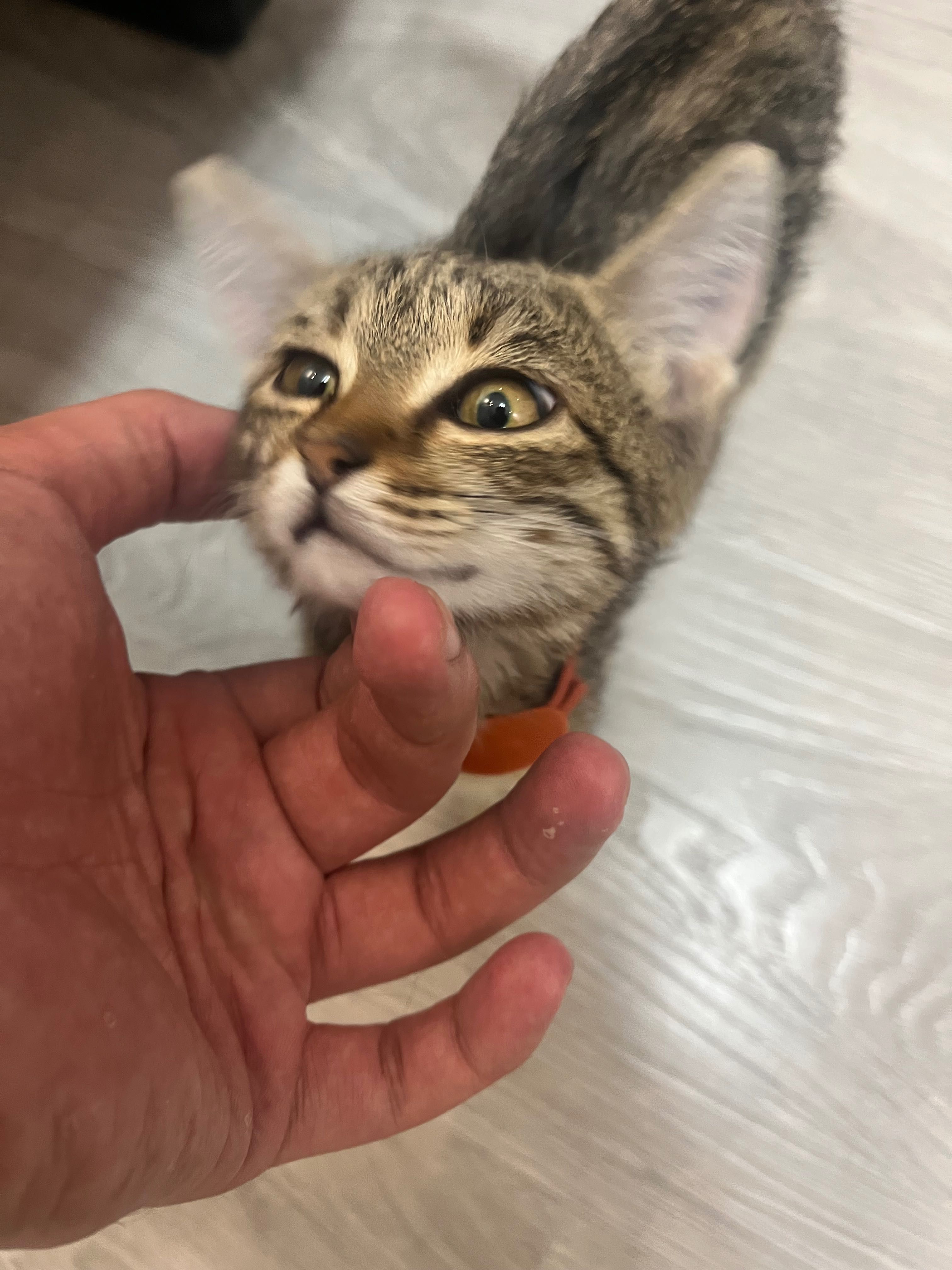 Отдам ласкового котеночка в добрые руки