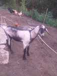 Vand tapisor alpin